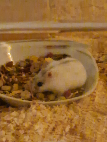 Hamster sucht neues zuhause
