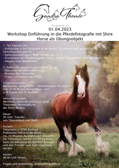 Workshop Einführung in die Pferdefotografie 