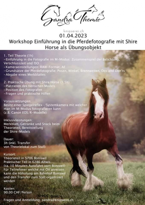  Workshop Einführung in die Pferdefotografie