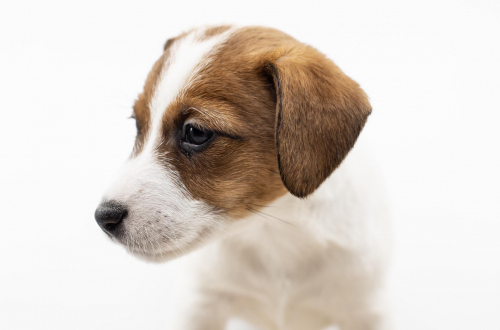 Jack Russell Terrier Welpen, rau