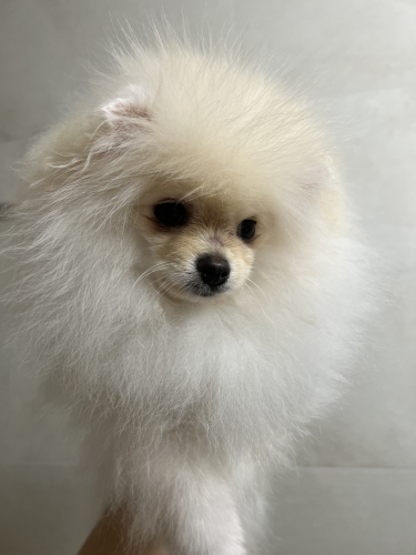 Pomeranian Welpe