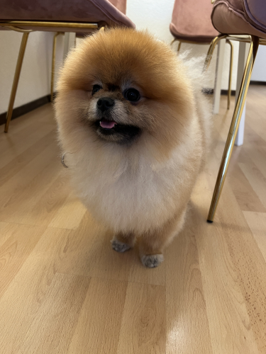  Pomeranian