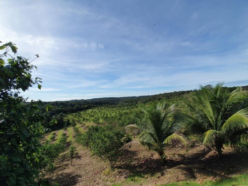 Brasilien 34 Ha grosse Orangenfarm Region Manaus AM