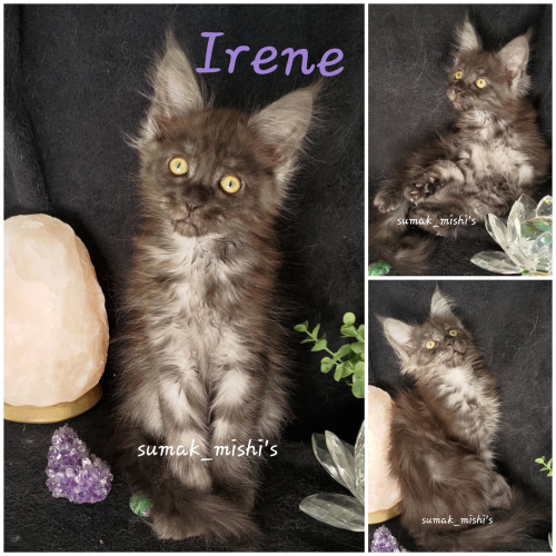 Reinrassige Maine Coon Weibchen mit Stammbaum, suchen ein Zuhause