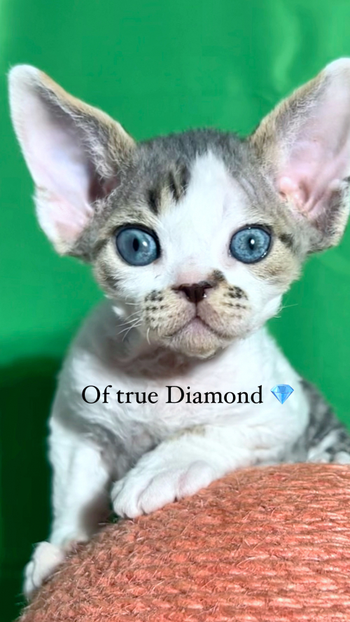 Devon Rex Kitten