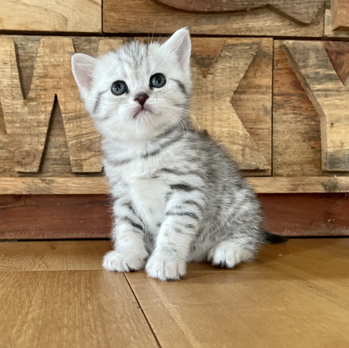 Reinrassige BKH Kitten in silber Tabby