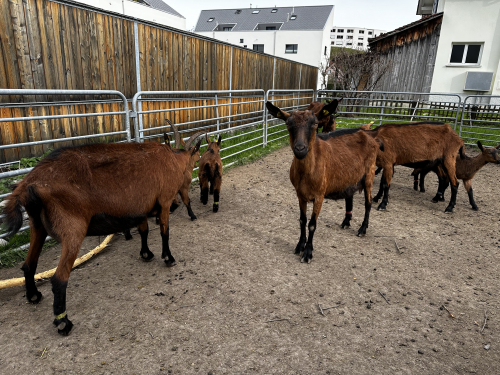  Gemsfarbige Gebirgsziegen mit Gitzi (s) mit Papieren