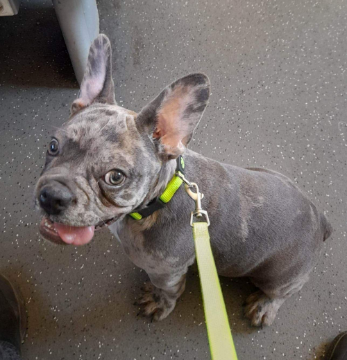  French Bulldog Blue Merle Welpe