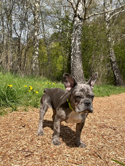 Blue merle french bulldog welpe