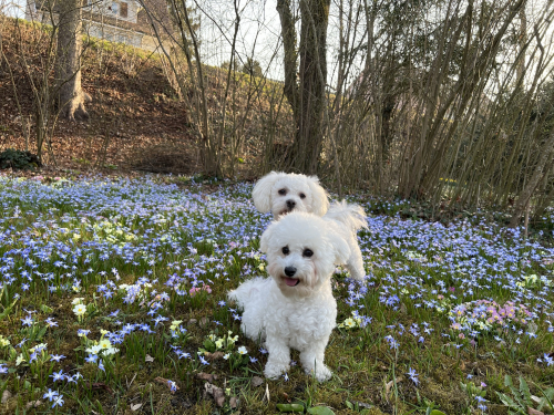 Süsse Bichon Frise 