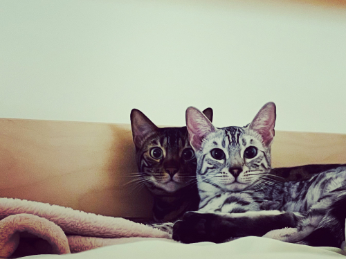 Zwei wunderschöne Bengal Katzen
