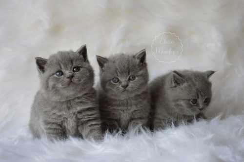 NEW! Manifique Bébés British-shorthair pur race 