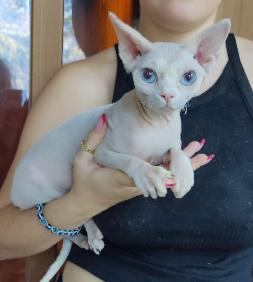 Devon Rex Katze mit Stammbaum, kitten Chat