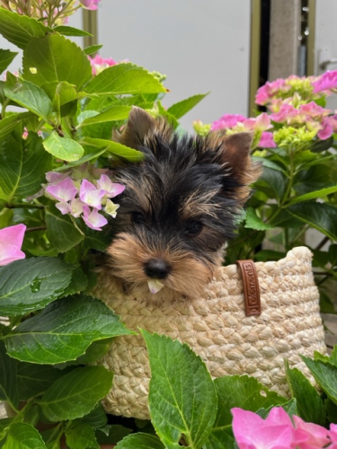 Yorkshire Terrier Hündin, 11 Wochen