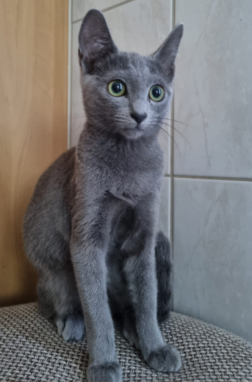 Russisch blaue katze mit Stammbaum 