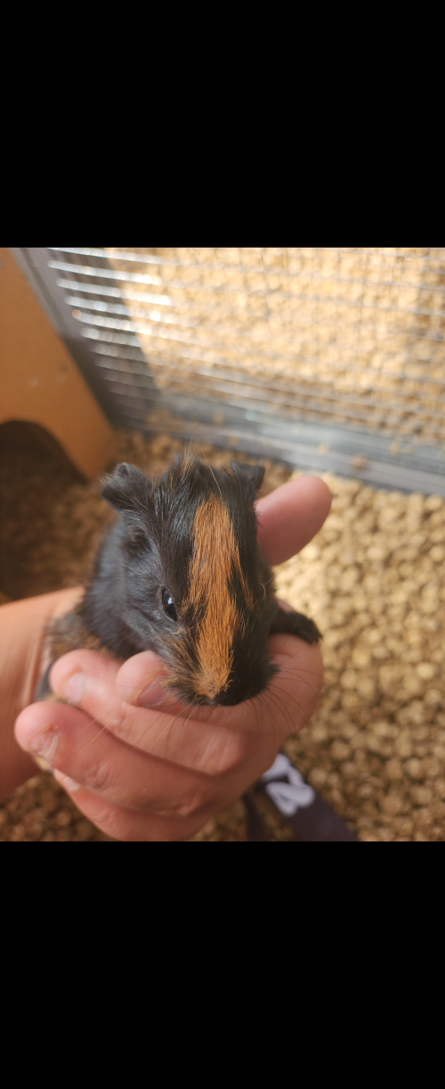 Meerschweinchen Weibchen