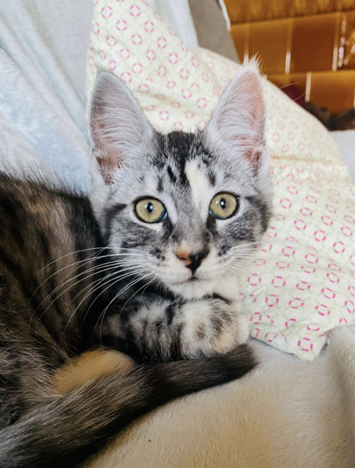 Main Coon Mix Mädchen