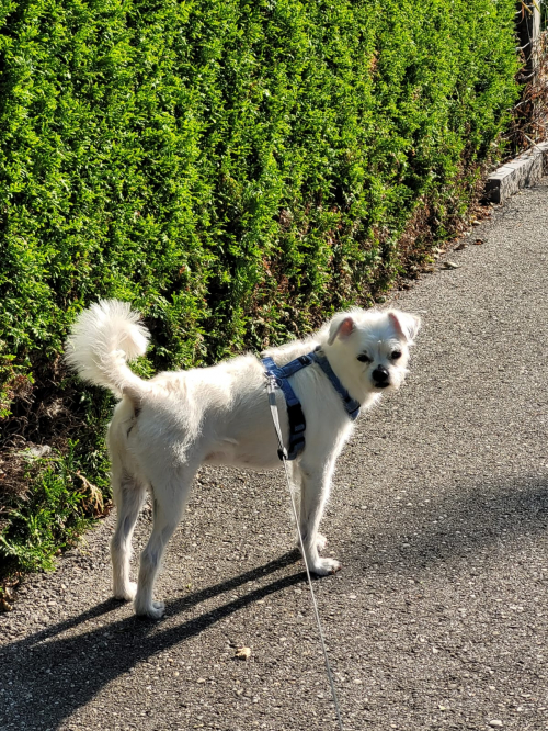  Unterstützung Hundesitting