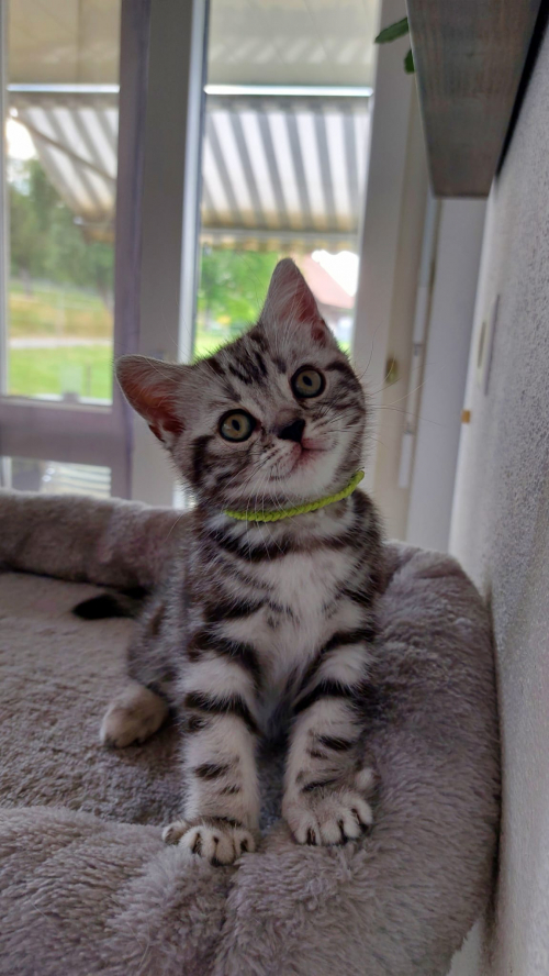 Reinrassige Britisch Kurzhaar silver tabby classic Kitten