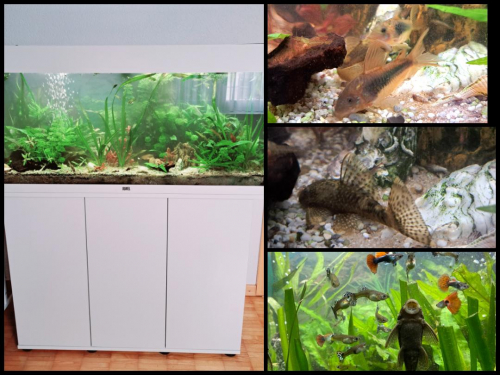 Juwel Aquarium 180l mit Inhalt