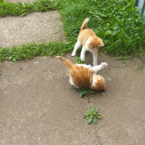 Rotweisse Katzenweibchen vom Bauernhof suchen ein zuha