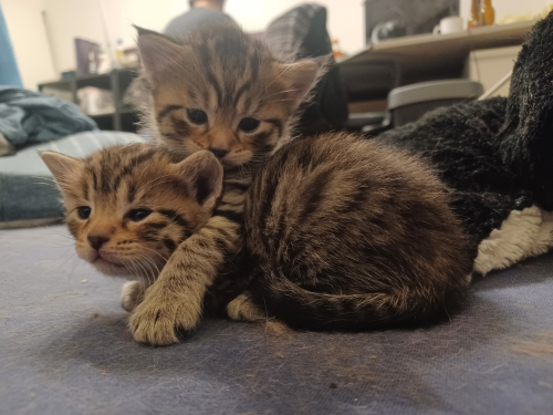 2 Babykatzen suchen ein zuhause
