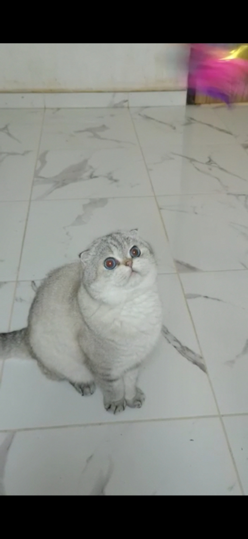 5 jährige scottish Fold kater, sucht neue zuhause