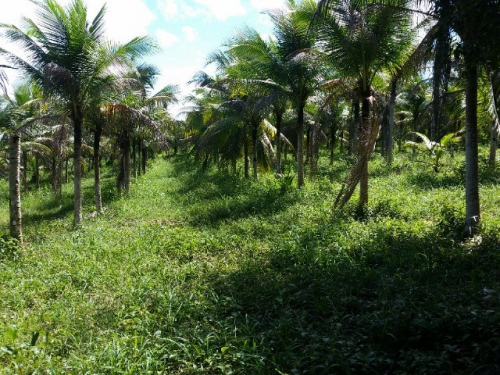 Brasilien 300 Ha Orangen, Kokosnuss -und Birnen - Farm bei Rio Pr