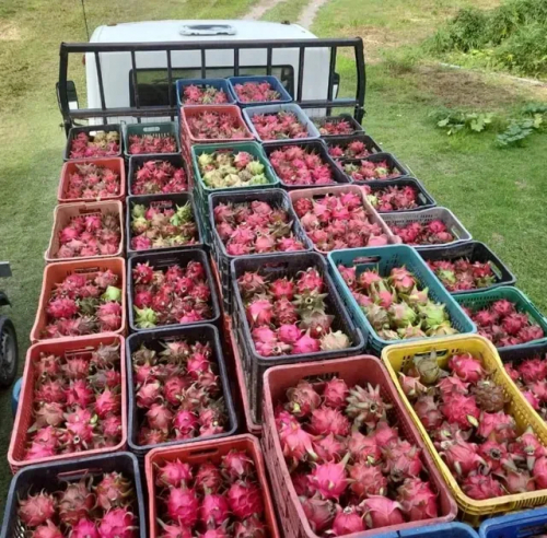  Brasilien 2"449 Ha Früchte – Farm Region Manaus - AM