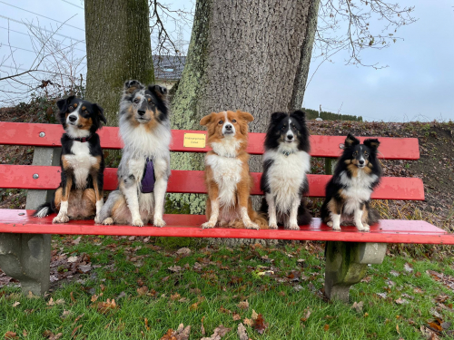 Hundebetreuung/Dogsitting