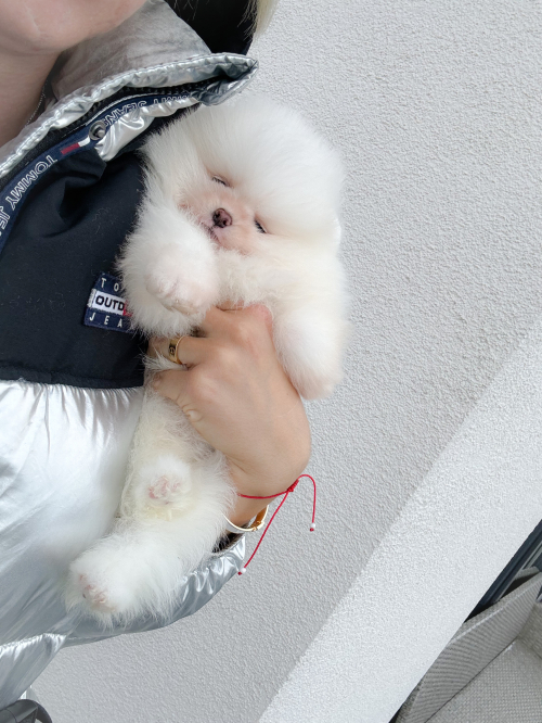 Pomeranian Zwergspitz Welpen Teddy Bärchen Typ