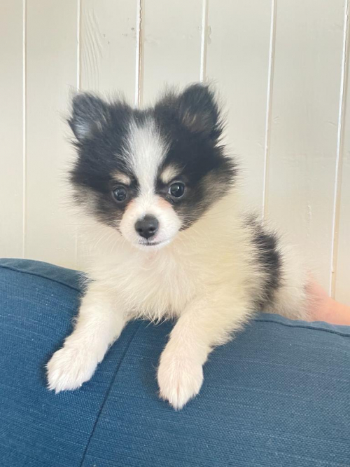 Unsere Pomeranian Sucht neues Zuhause