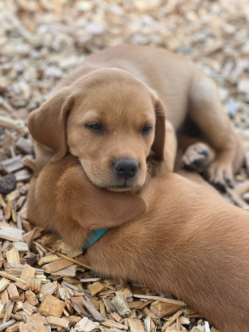 Labrador Welpen, foxred