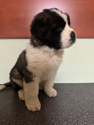 Welpe St.Bernhardshund