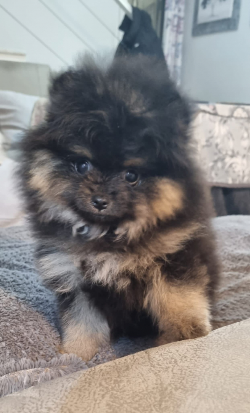 Pomeranian / Zwergspitz Black&Tan Weibchen Welpe