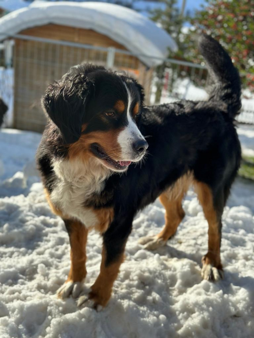 Bernersennen Wurfankündigung