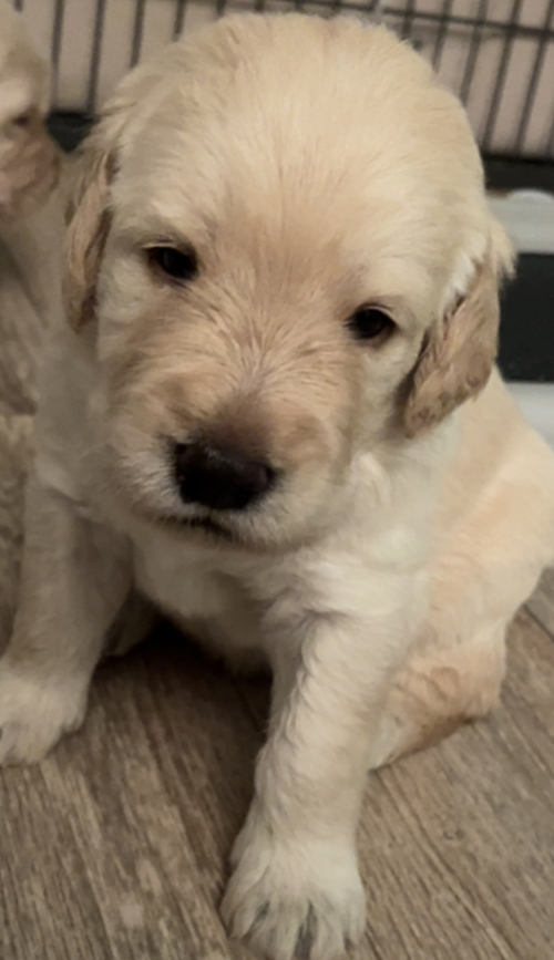 Labradoodle Welpen suchen liebevolle Zuhause