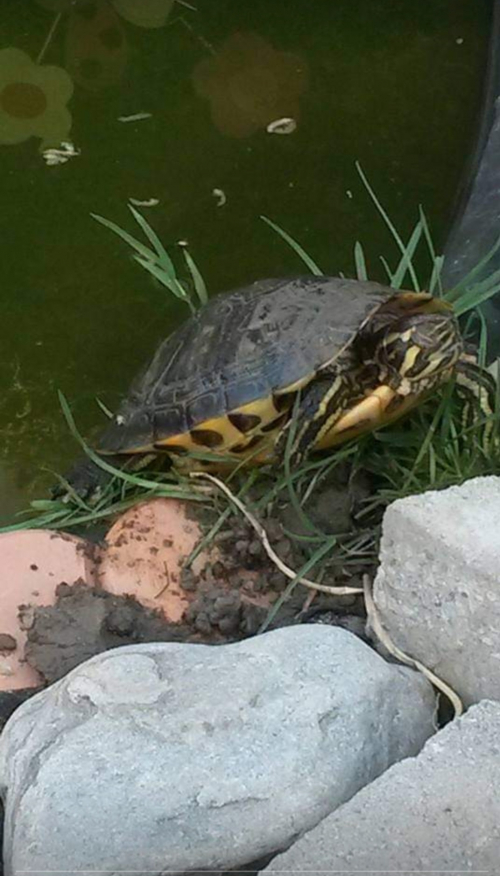 1.1 Gelbwangenschildkröten 