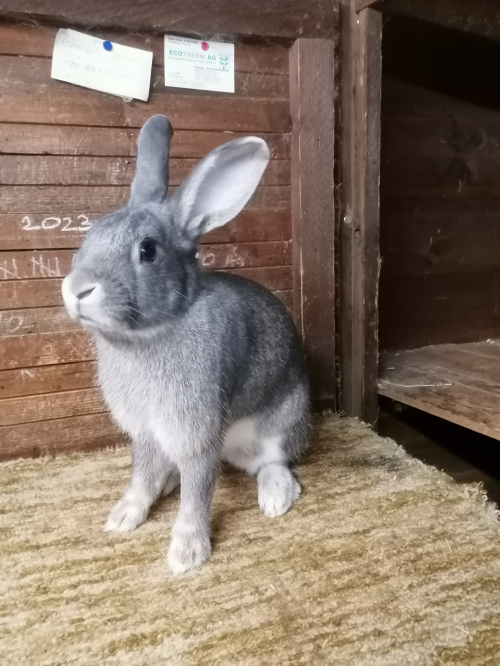 Zu verkaufen Schweizer Feh Kaninchen