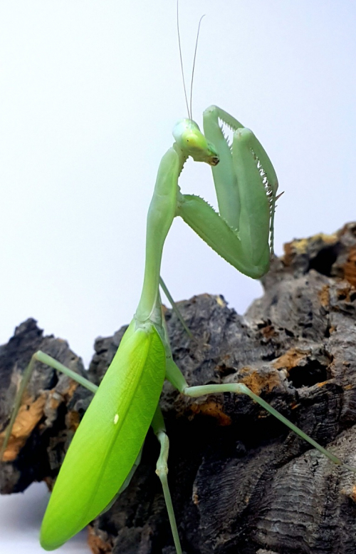 Oothek der Hierodula Membranacea 