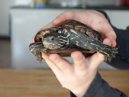 Wasserschildkröte sucht neues Zuhause