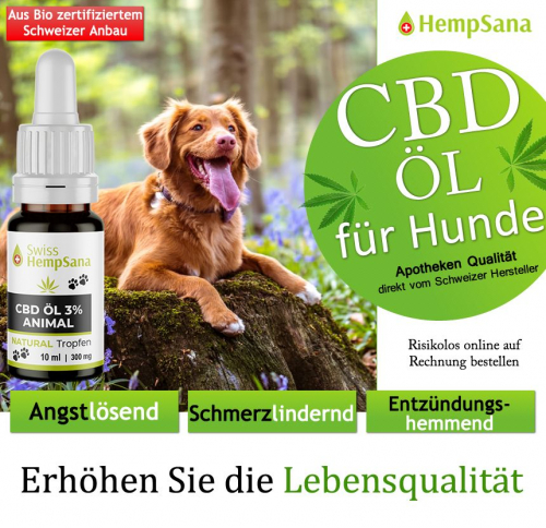 CBD für Hunde bei chronischen Entzündungen und Schmerzen