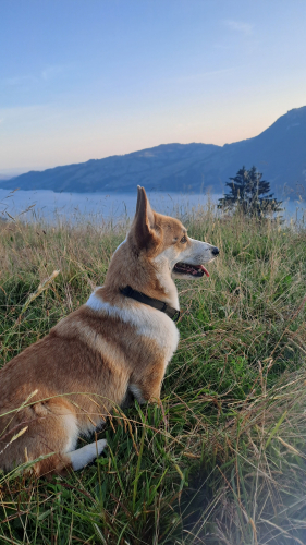 Kleiner Prinz sucht liebevolles zu Hause!