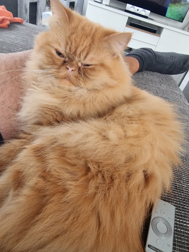 Deckkater Garfield Perserkater