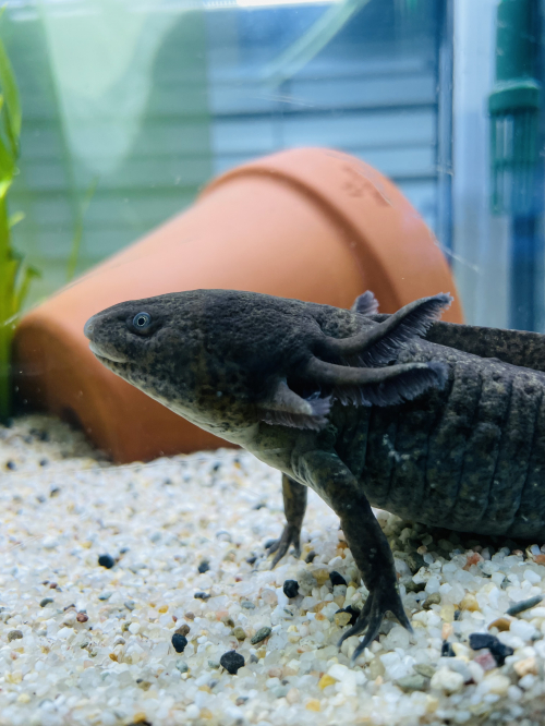 Axolotl, Männlich 1Jahr alt