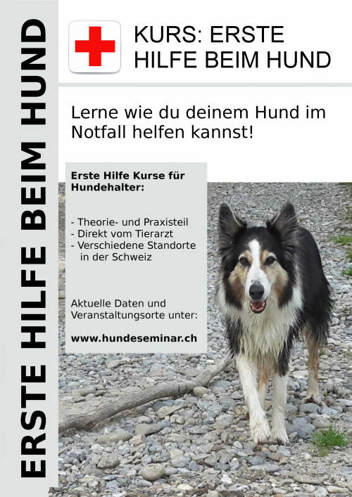 Erste Hilfe Kurs für Hundehalter