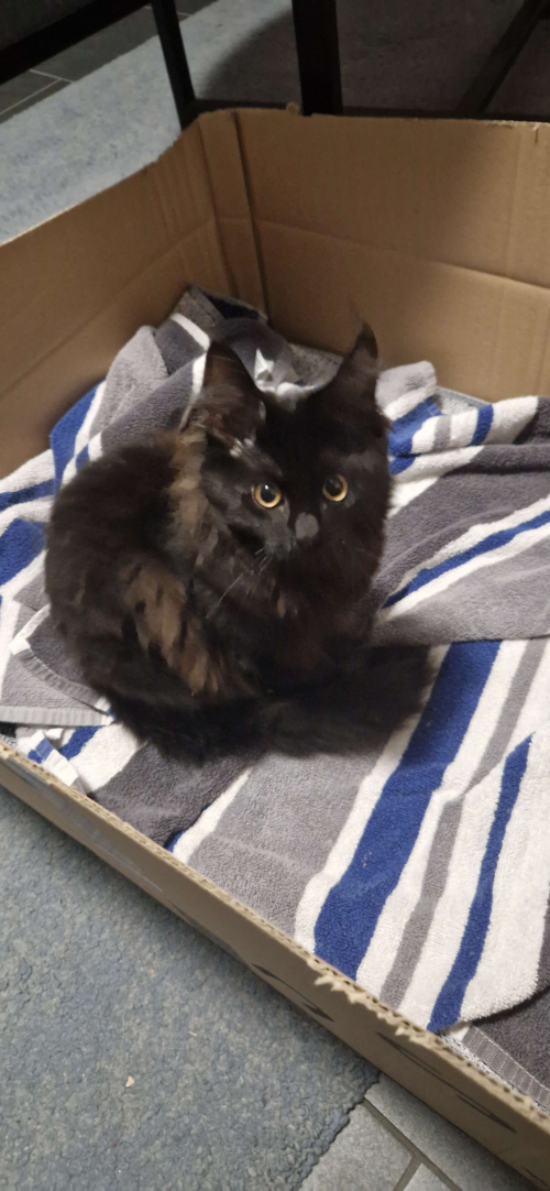 Maine Coon Kitten