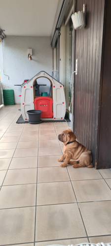 SharPei