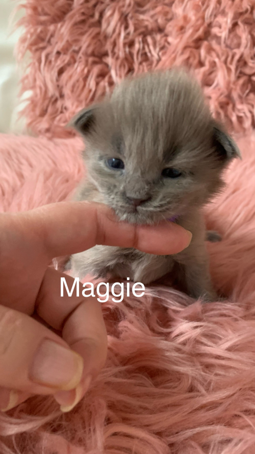 Maine Coon Kittenn