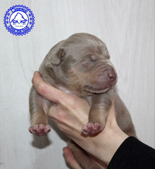 American Bully Welpen aus bewilligter CH-Zucht